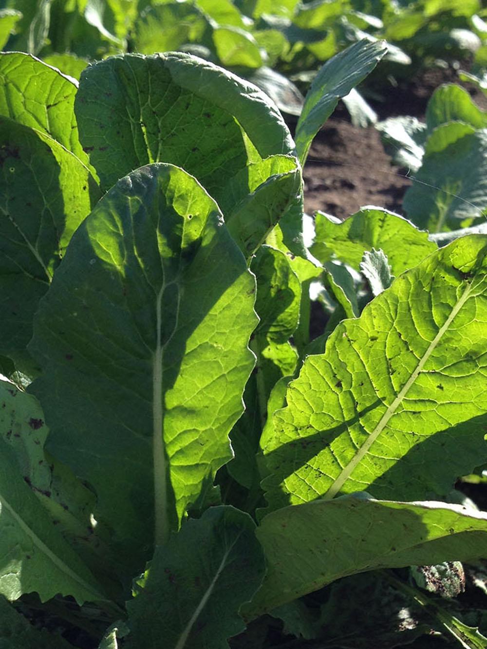 Hybrid Brassica